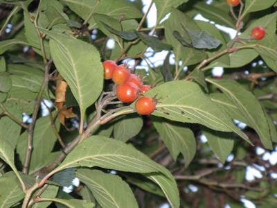 Crataegus × lavalle